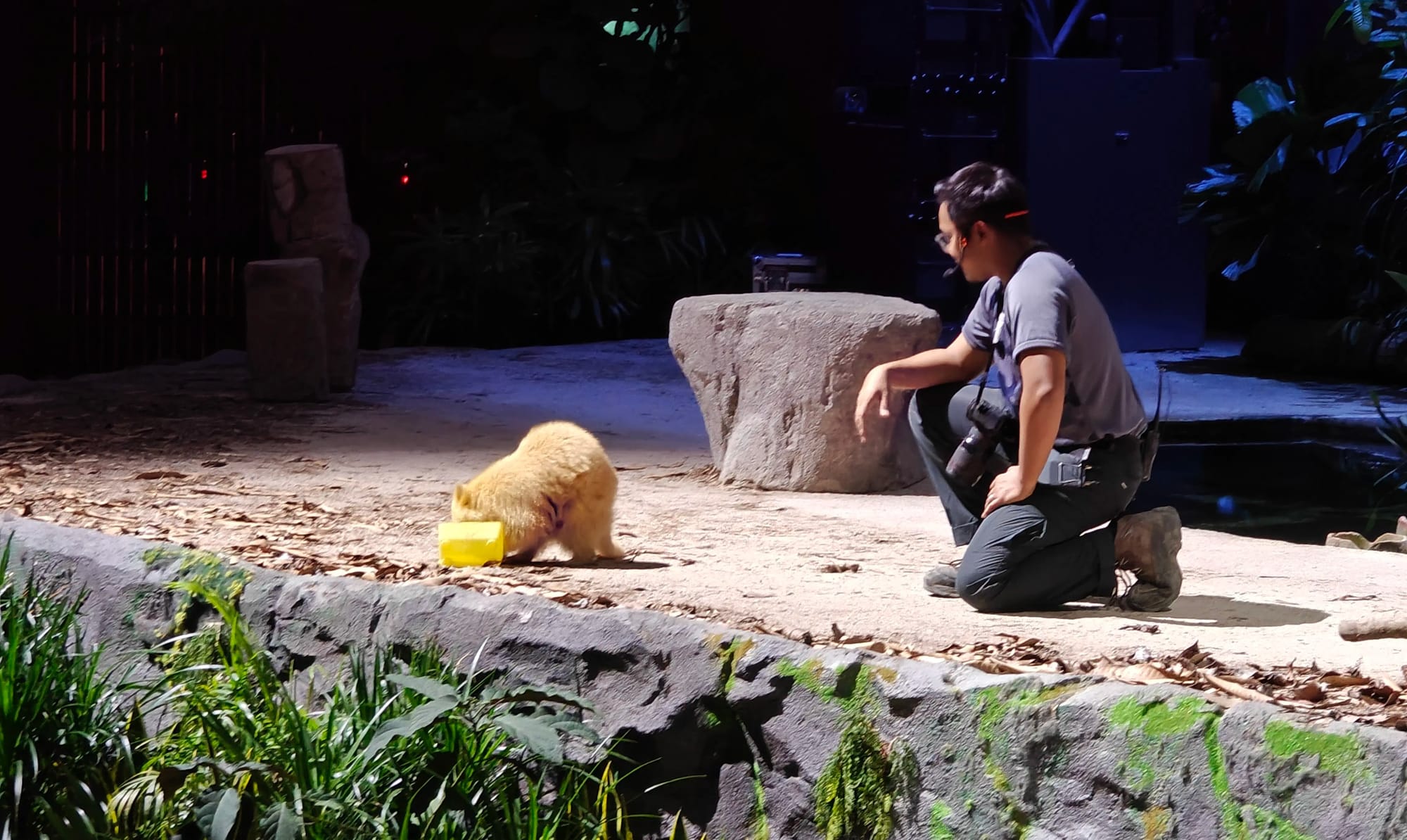Ahmad Abu’s Thrillophilia Review of Singapore Night Safari Adventure