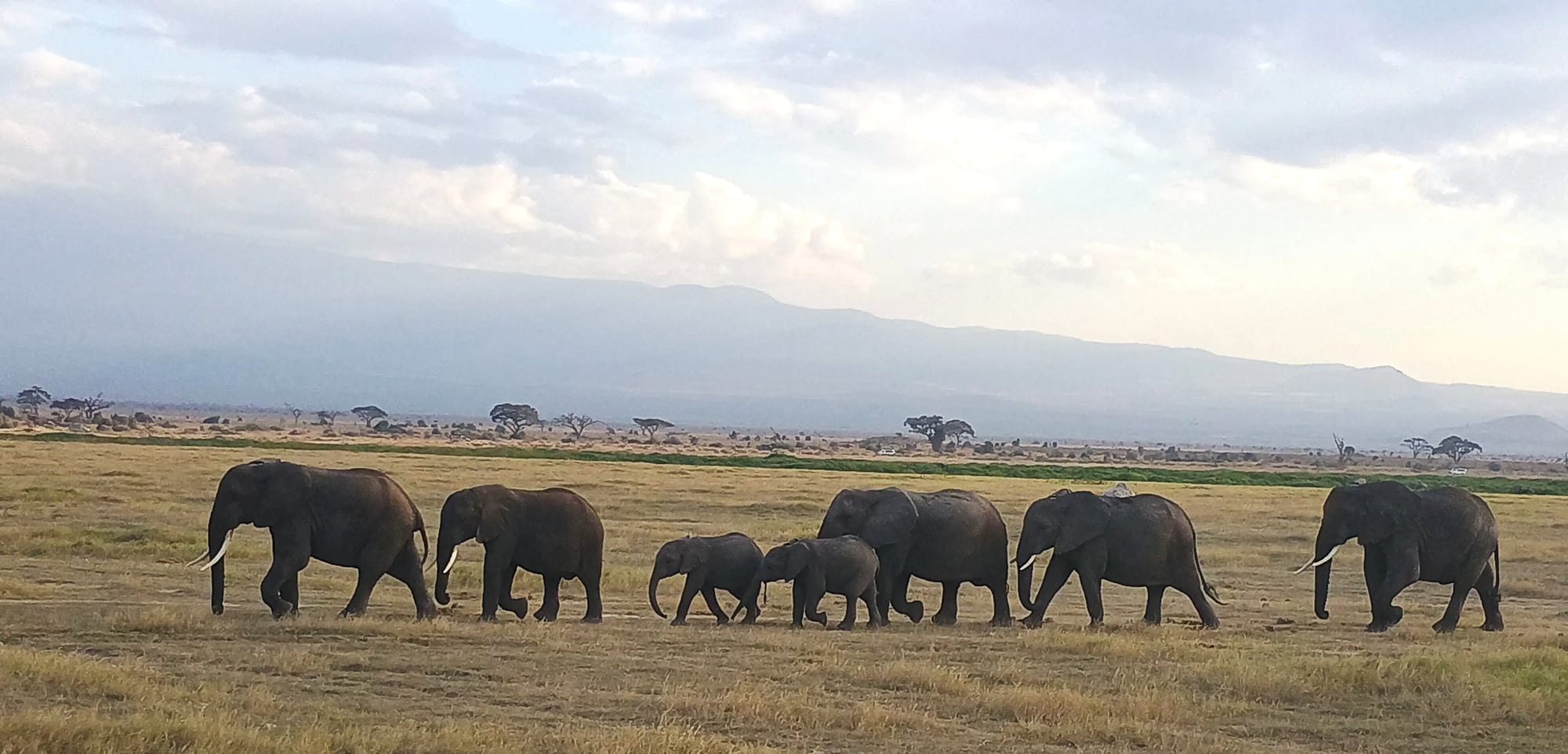 Thrillophilia Kenya Trip Review: Vaishali and Her Family’s Unforgettable Safari Adventure