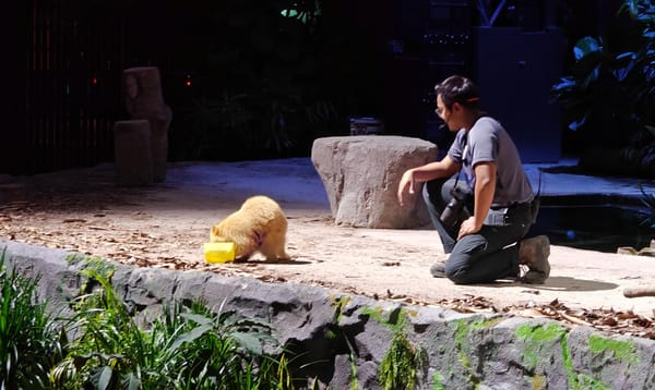 Ahmad Abu’s Thrillophilia Review of Singapore Night Safari Adventure