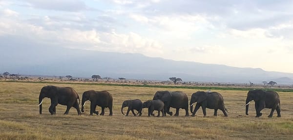 Thrillophilia Kenya Trip Review: Vaishali and Her Family’s Unforgettable Safari Adventure